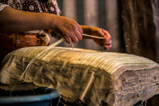 Dans le delta du Nil, des fermiers veulent sauver le papyrus
