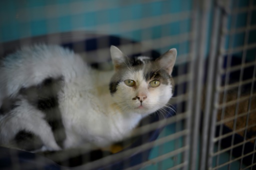 Vacances: cri d'alerte de la SPA sur les abandons d'animaux