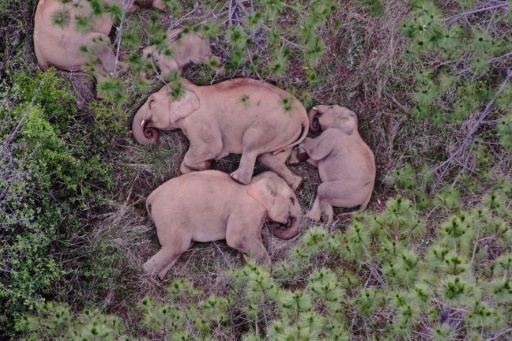 Chine : drones et bananes contre éléphants vadrouilleurs