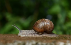 Escargots, moules d'eau douce... inquiétude pour les mollusques non-marins métropolitains
