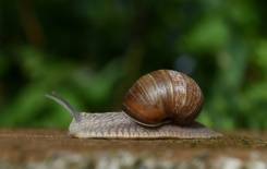 inquiétude pour les mollusques non-marins métropolitains.jpg inquiétude pour les mollusques non-marins métropolitains.jpg