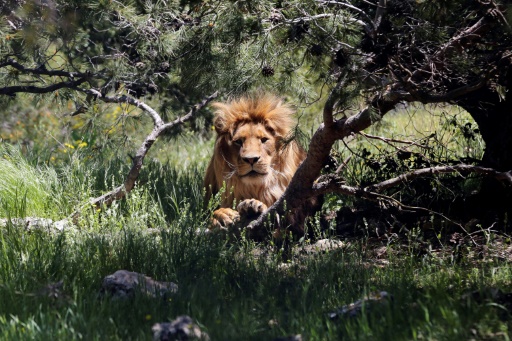 Le monde au chevet d'une nature en danger au congrès de l'UICN