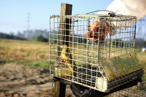 Chasses traditionnelles : les nouvelles autorisations suspendues