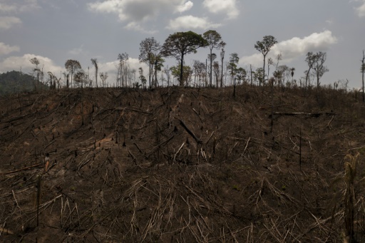 Brésil : progression record de la déforestation en Amazonie