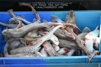 8c581ca90c40e3e4578bbc66fe9a0186ace7c0b4.jpg 8c581ca90c40e3e4578bbc66fe9a0186ace7c0b4.jpg