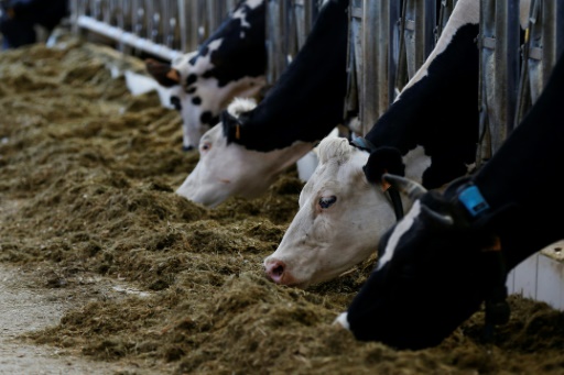 Une ferme pilote pour attirer des jeunes dans l'élevage laitier