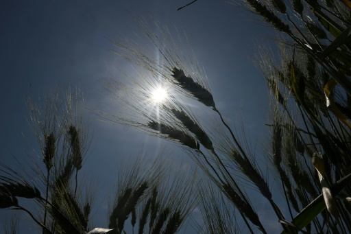 Un nouvel épisode de canicule débute lundi dans le sud de la France