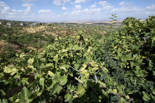 Tunisie : des "jardins suspendus" résistent à la sécheresse