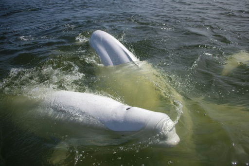 Au Canada, la baie d'Hudson, refuge estival pour des milliers de bélugas