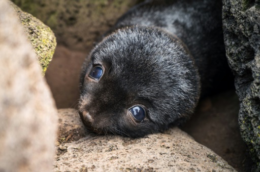 Victimes d'un siècle de chasse intensive, les otaries d'Amsterdam se portent à nouveau bien