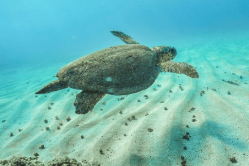 La reproduction et la survie des tortues marines menacées par le réchauffement climatique, selon une étude