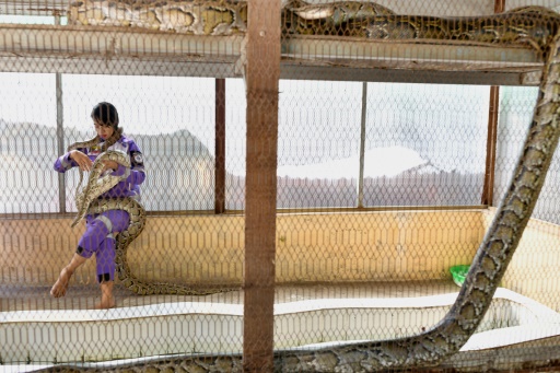 Un python dans votre maison ? Appelez la "princesse des serpents"