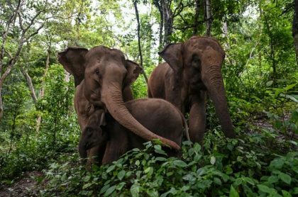 elephant-asie-habitat.png