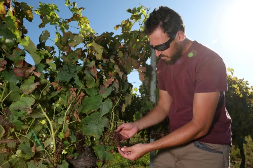 Dans le vignoble bordelais, la lutte désespérée face au mildiou