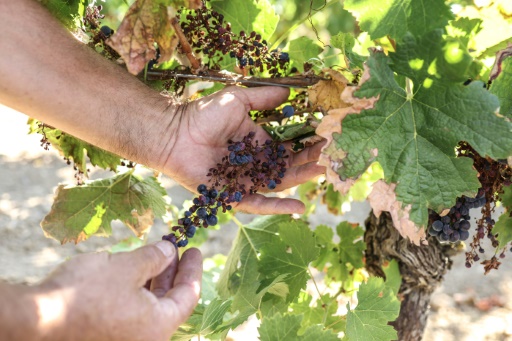 Dans le vignoble de Gaillac, des récoltes amputées par le mildiou