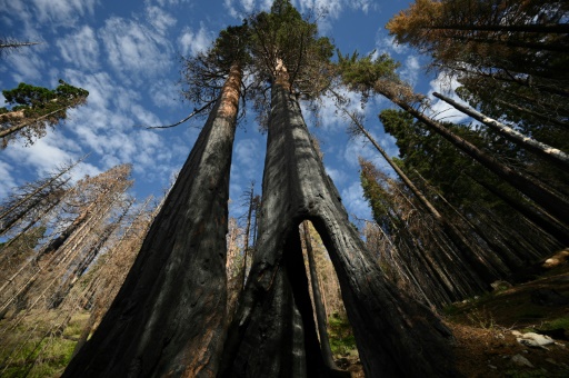 En Californie, les séquoias millénaires peuvent-ils encore survivre seuls ?