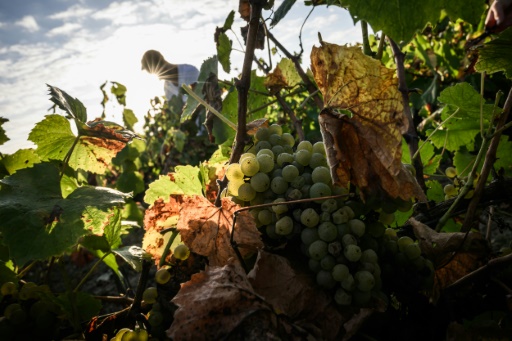 Dans le vignoble nantais, la "révolution" du muscadet