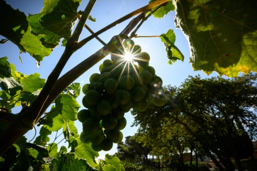 Face au réchauffement climatique, des vignerons de l'Aude changent de cépage pour sauver le vin