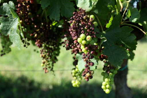 Gironde : début des vendanges 2023 dans le Bordelais, en plein "désarroi"