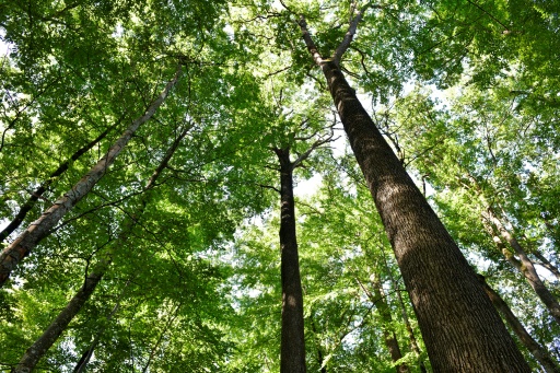 Face au changement climatique, le visage bouleversé de la forêt française