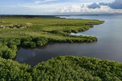 Au secours de la mangrove, dernier rempart écologique de la Guadeloupe.jpg