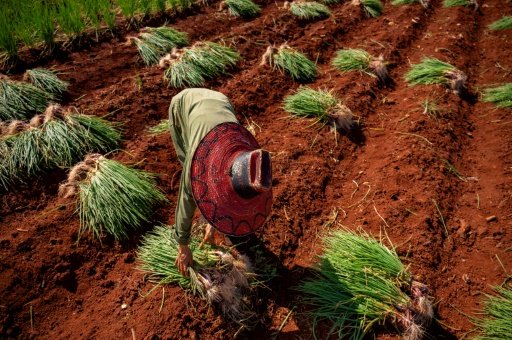 A Cuba, toujours plus de denrées importées que d'aliments cultivés