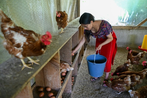 Au Guatemala, l'agriculture comme alternative à l'exode migratoire