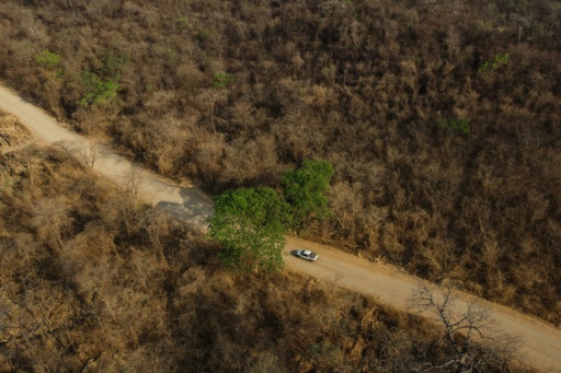 Le Cerrado, un écosystème méconnu mais capital