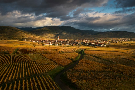 Alsace : en rouge et or, la Route des vins fête ses 70 ans