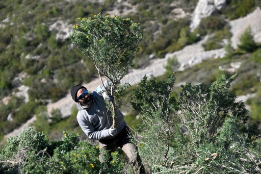 Dans la garrigue marseillaise, arracher des plantes invasives pour sauver la biodiversité