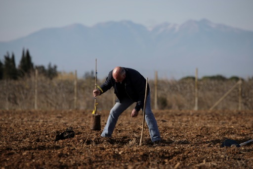 Face à la sécheresse, la tentation de la pistache dans les Pyrénées-Orientales