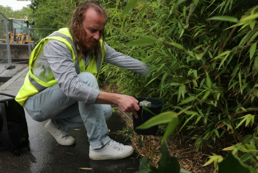 Avant les JO, l'Ile-de-France fourbit ses armes face au moustique-tigre