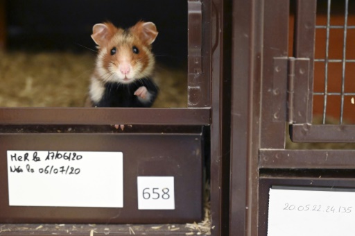 En Alsace, le grand hamster lutte pour sa survie