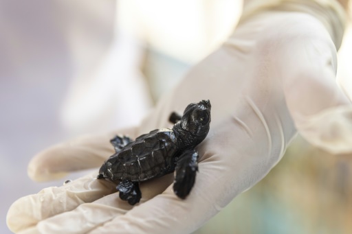 Sur les côtes turques, le baby boom des tortues marines