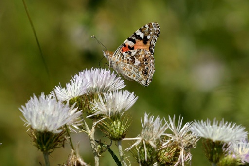 En Albanie, splendeur et misère des papillons