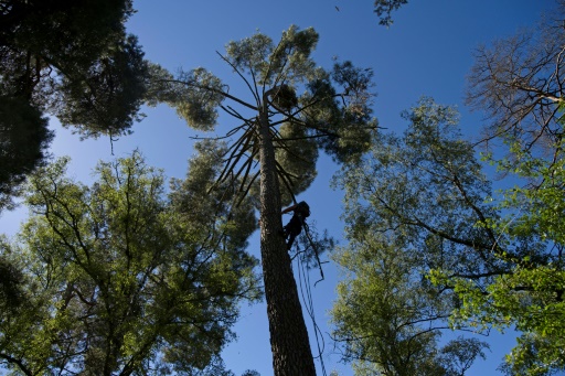 Les forêts françaises, "laboratoires" pour des crédits carbone exigeants