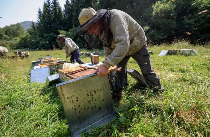 Après le printemps maussade, une "année noire" pour les apiculteurs