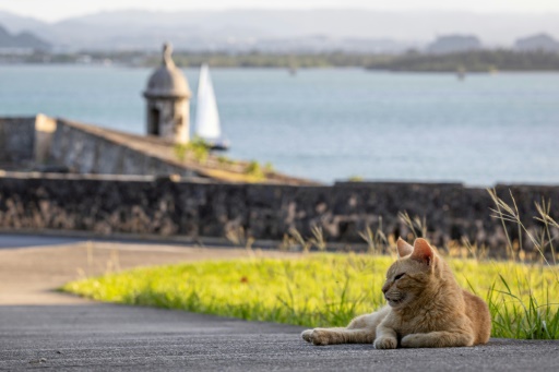 A Porto Rico, on sort les griffes pour sauver des chats errants