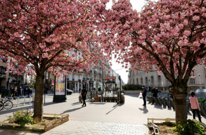 Des cerisieurs en fleurs dans une rue de Paris, en avril 2021