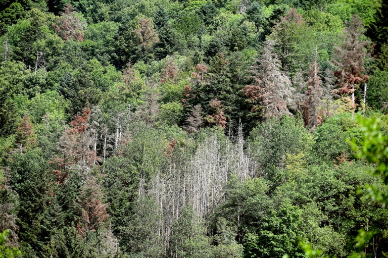 France : une large part des forêts de montagne et de Corse menacées par le changement climatique (UICN)