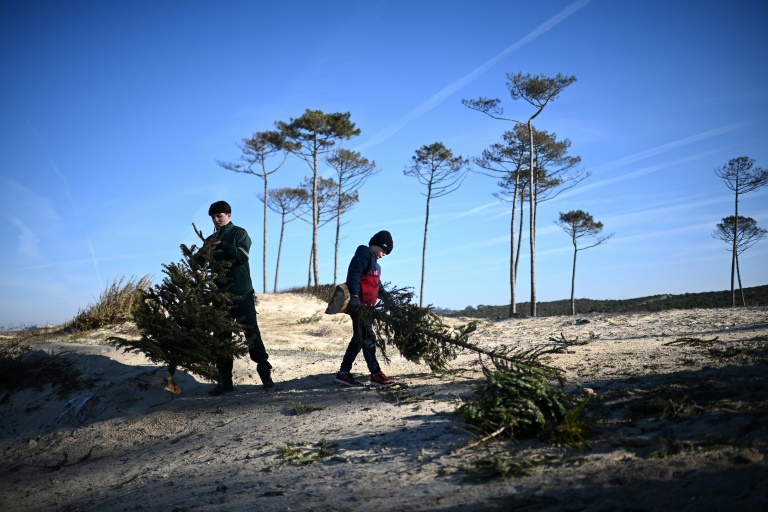 Près d'Arcachon, les sapins de Noël recyclés contre l'érosion des plages