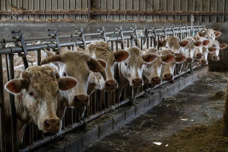 Agriculture : élever plus pour importer moins ? Une "fausse route", selon le Réseau action climat