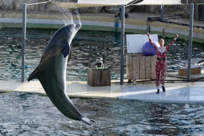 Spectacle de dauphins au Marineland d'Antibes (Alpes-Maritimes) le 2 janvier 2025