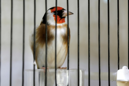 Un chardonneret dans une cage en Algérie