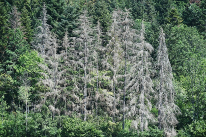 Des arbres souffrant de la sécheresse le 12 juillet 2019 à Masevaux, France