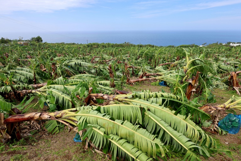 À La Réunion, des hectares couchés par les vents du cyclone Garance