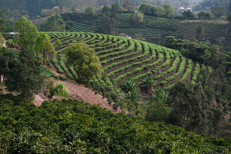 En Chine, une capitale du thé cède sa tasse au café