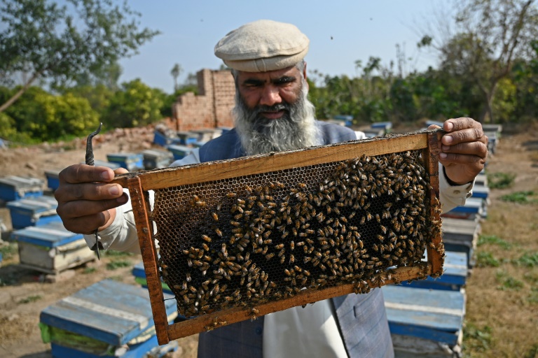 Au Pakistan, finie la lune de miel : le changement climatique tue fleurs et abeilles