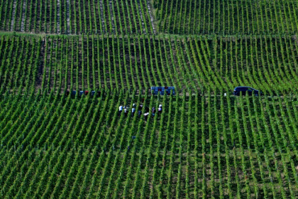 Vendanges à Hautvillers, en Champagne, le 19 septembre 2024 Vendanges à Hautvillers, en Champagne, le 19 septembre 2024