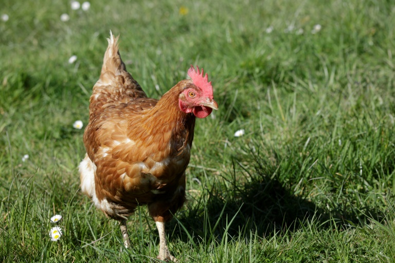En Alsace, distribution gratuite de poules anti-gaspi